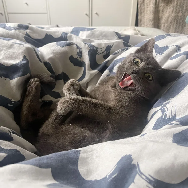 A baby medium-sized female Gray / Blue / Silver Domestic Short Hair cat named Rocky for adoption in BROOKLYN, NY