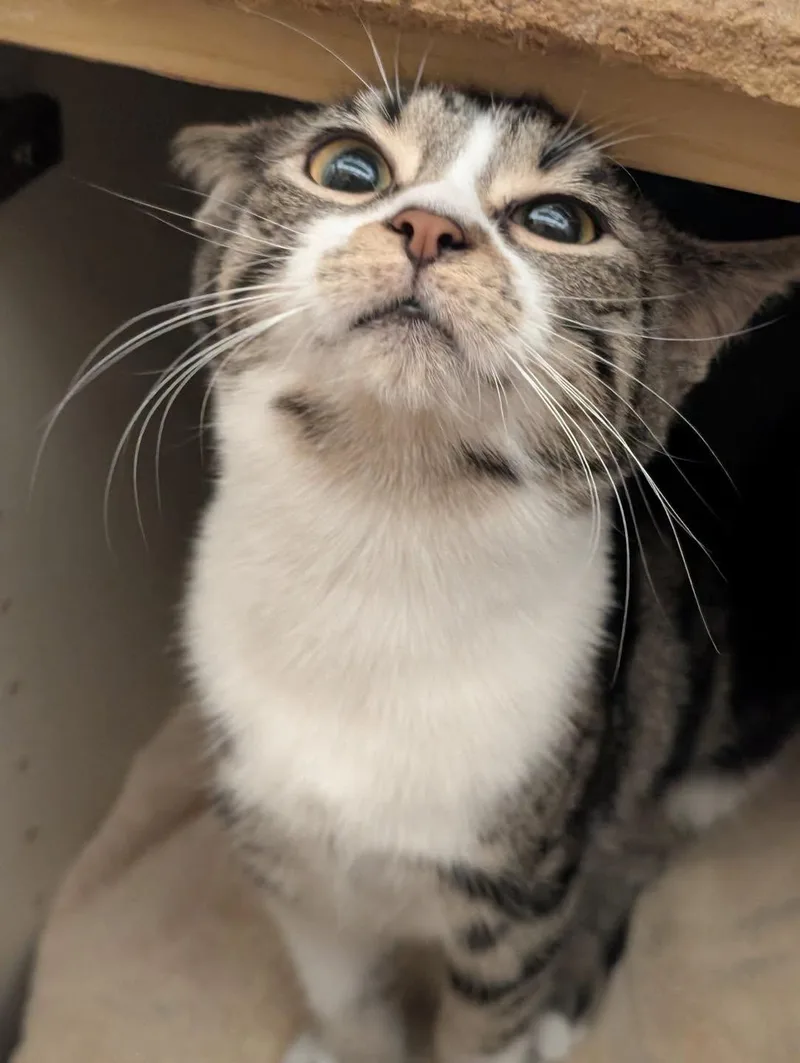 A baby medium-sized female Tabby (Brown / Chocolate) Tabby cat named Tinkerbell for adoption in Farmland, IN