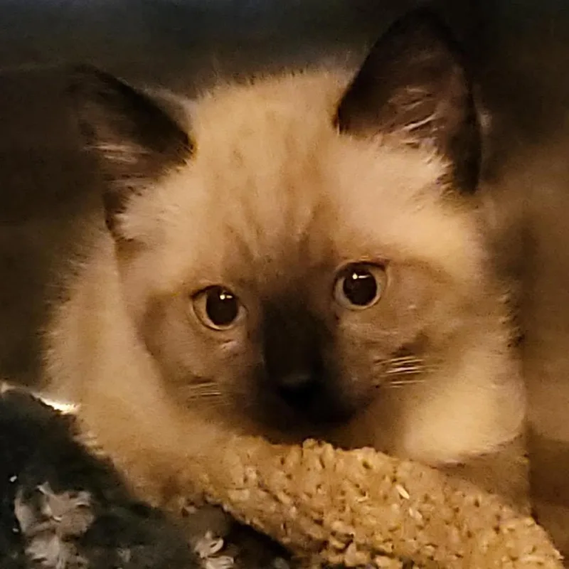 A baby small-sized female Brown / Chocolate Siamese cat named Pixie for adoption in Veneta, OR