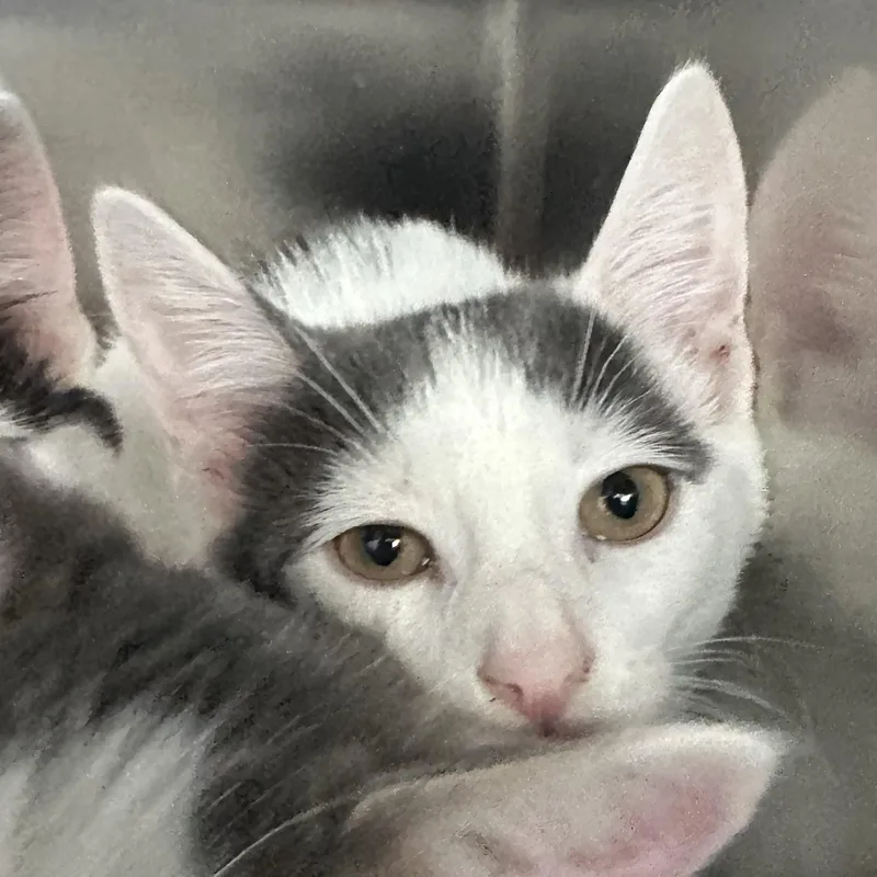 A baby medium-sized male Domestic Short Hair cat named Matteo & Diego for adoption in Clifton, NJ