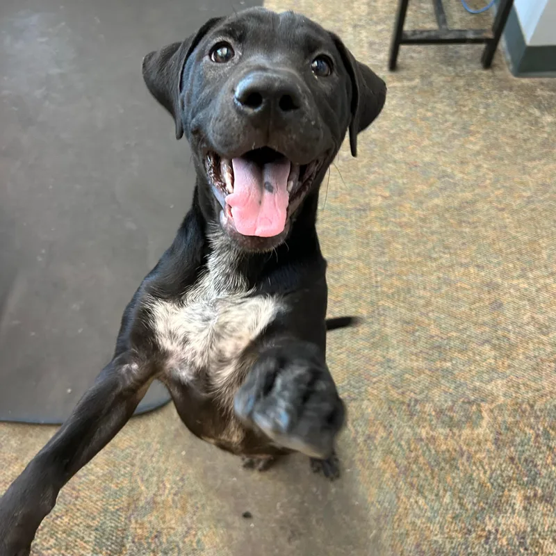 A baby medium-sized female Black Pit Bull Terrier dog named Lou for adoption in Lindon, UT