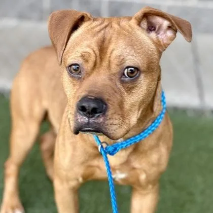 A young medium-sized male Bulldog dog named Reptar for adoption in Sacramento, CA