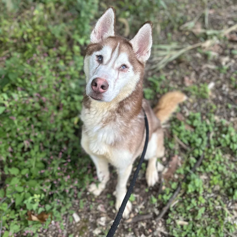 An adult medium-sized male Red / Chestnut / Orange Husky dog named Mango for adoption in Myerstown, PA