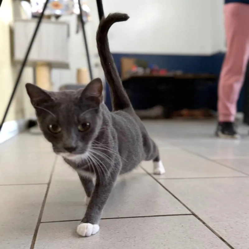 An adult small-sized female Gray / Blue / Silver Domestic Short Hair cat named Mimi for adoption in Long Beach, CA