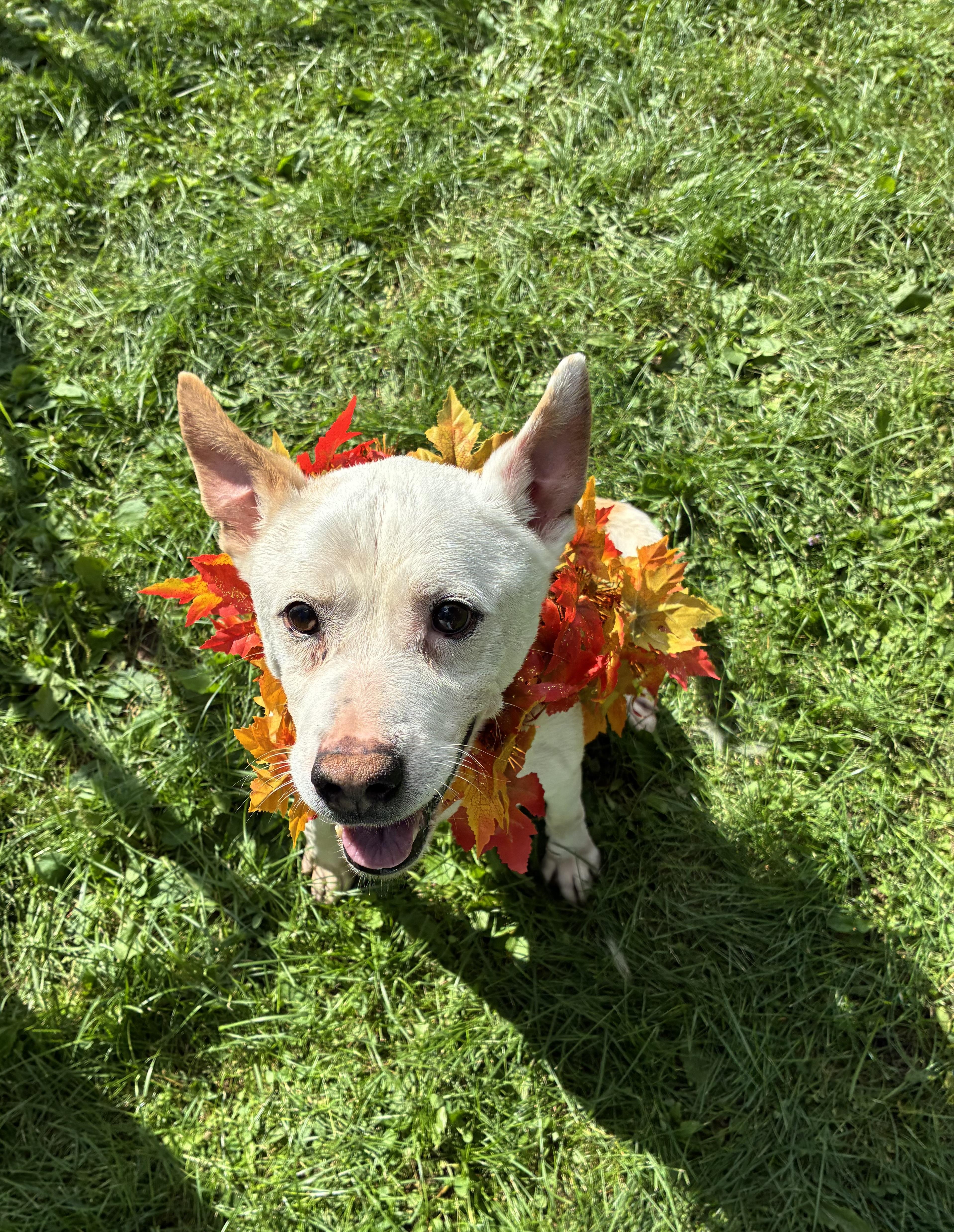 A senior medium-sized male Mixed Breed dog named Cade for adoption in Norwich, NY