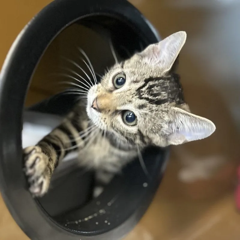 A baby small-sized male Brown / Chocolate Domestic Short Hair cat named Domino for adoption in Point Richmond, CA