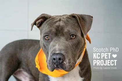 An adult large-sized male Gray / Blue / Silver Pit Bull Terrier dog named Scotch Phd for adoption in Kansas City, MO