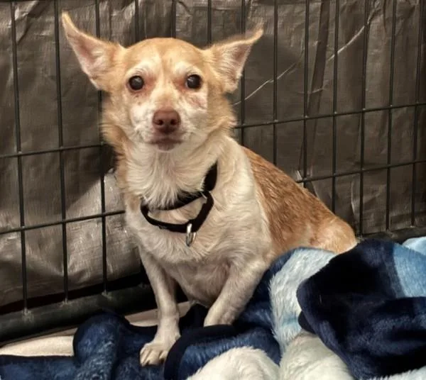 A senior small-sized male Parson Russell Terrier dog named Chico for adoption in Oceanside, CA