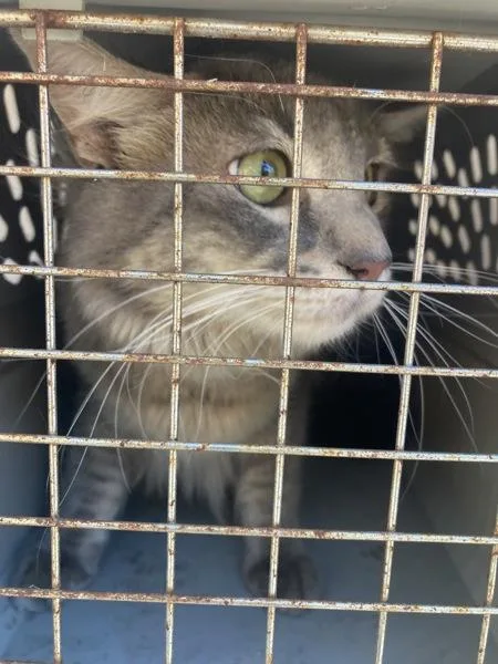 A young medium-sized male Domestic Medium Hair cat named Nacho Trouble for adoption in Troutdale, OR
