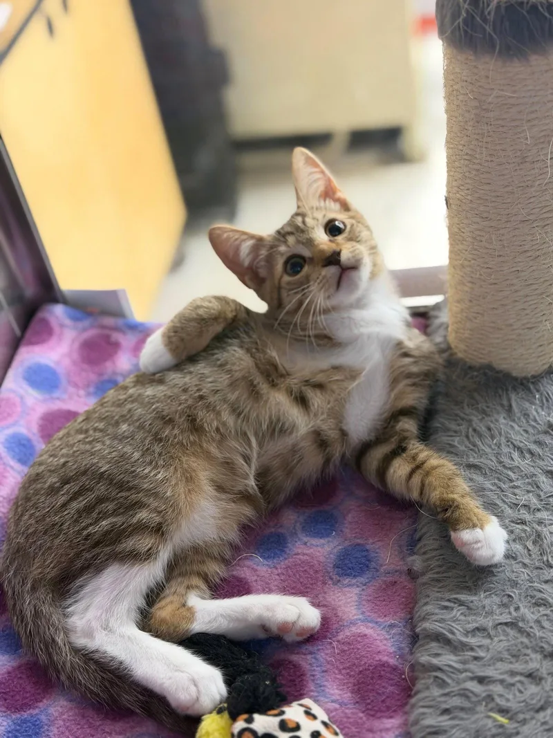 A baby medium-sized male Domestic Short Hair cat named Rusty for adoption in Spring Lake, NJ