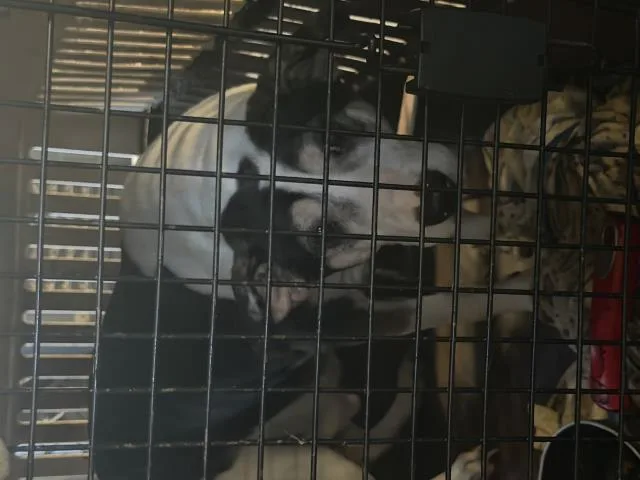 An adult large-sized male Mixed Breed dog named Candito for adoption in Dallas, TX