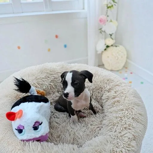 A baby medium-sized male Black Pit Bull Terrier dog named Clark for adoption in Fort Worth, TX
