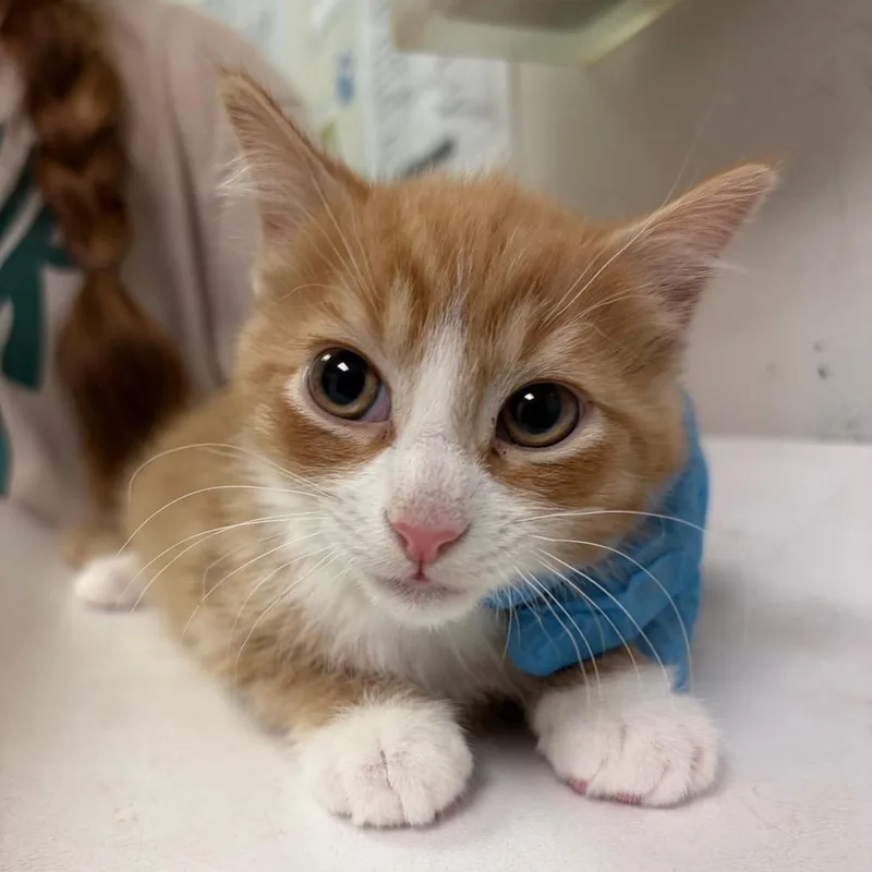 A baby small-sized male Orange / Red Domestic Medium Hair cat named Cranberry Orange Glazed Cornish for adoption in Charleston, WV