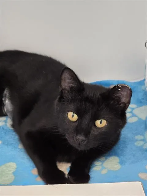 A young small-sized female Domestic Short Hair cat named Wisteria for adoption in Indianapolis, IN