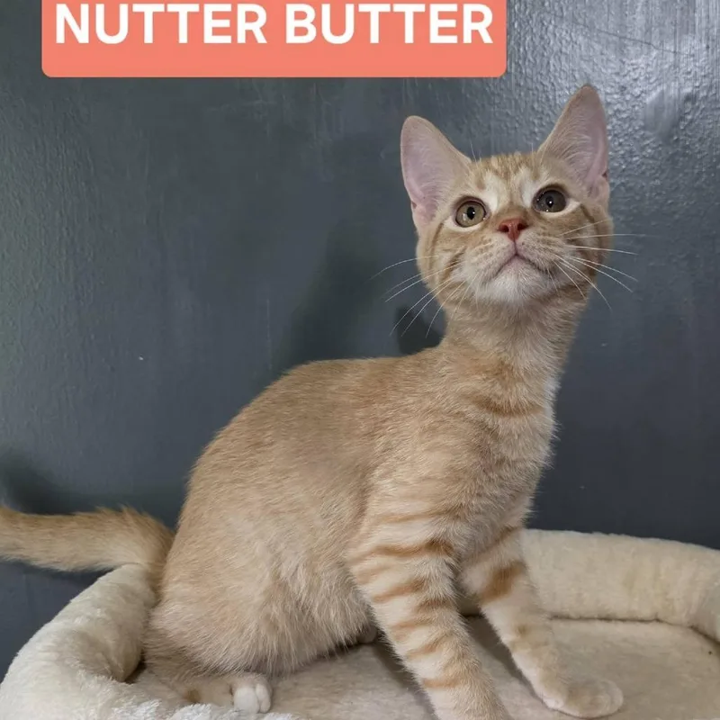 A baby small-sized male Orange / Red Domestic Short Hair cat named Nutter Butters for adoption in Abingdon, MD