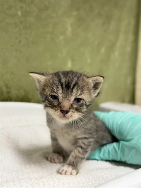 A baby small-sized male Domestic Short Hair cat named Yoshi for adoption in Riverside, CA