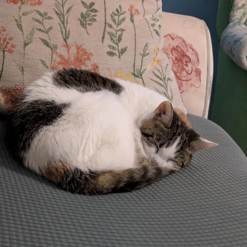 A senior medium-sized female White Domestic Short Hair cat named Confetti for adoption in Indianapolis, IN