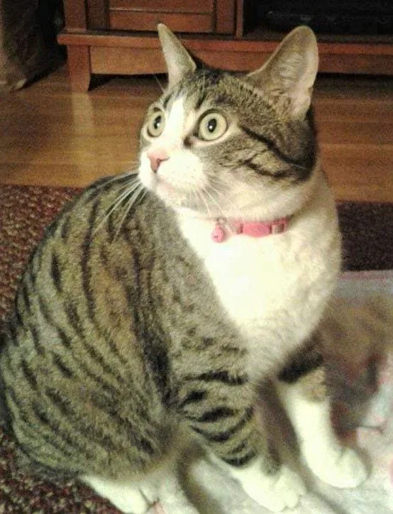 A senior medium-sized female Gray & White Tabby cat named Abby for adoption in St. Ann, MO