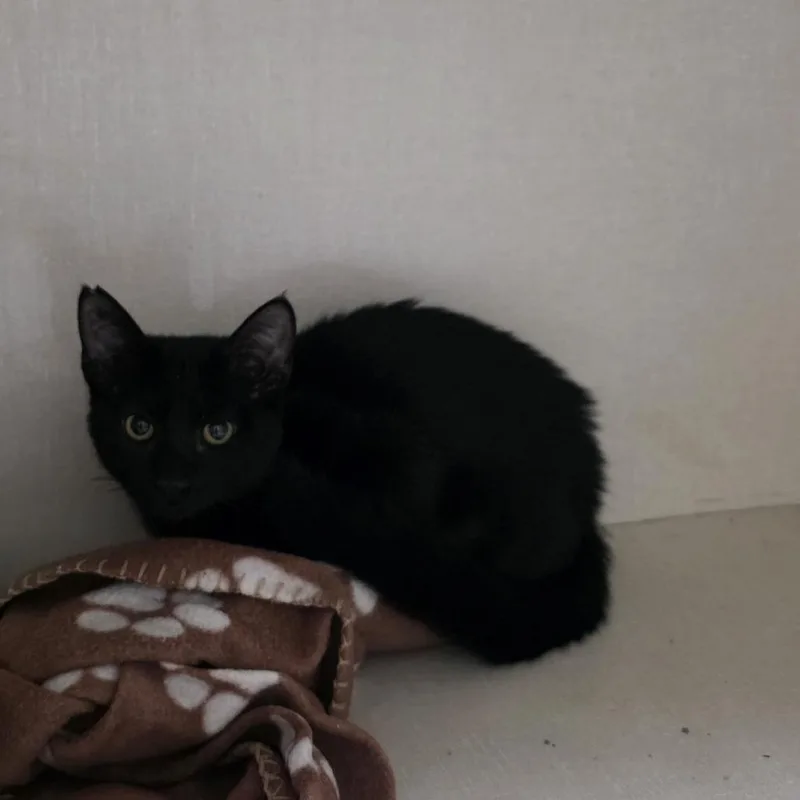 A baby small-sized female Black Domestic Short Hair cat named Sable for adoption in Midland, TX