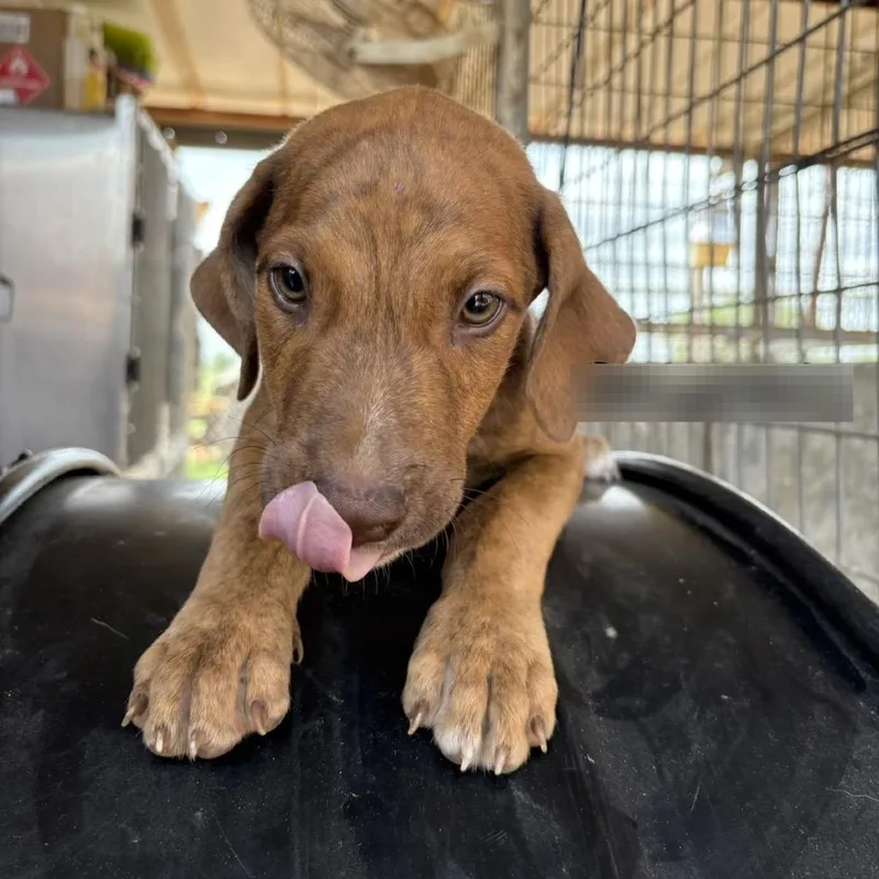 A baby small-sized male Brown / Chocolate Labrador Retriever dog named Banana Bread for adoption in Austin, TX