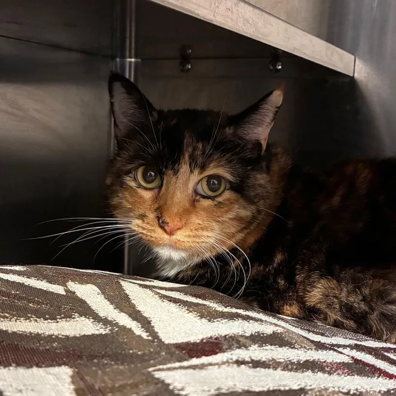 A senior large-sized female Tortoiseshell Domestic Short Hair cat named Bubbles for adoption in Manhattan, KS