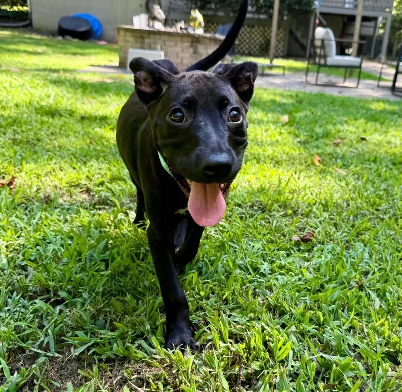 A baby medium-sized female Black Whippet dog named Xena for adoption in Colonial Heights, VA
