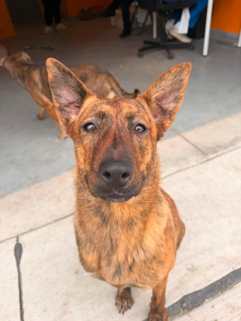 A young medium-sized female Brindle German Shepherd Dog dog named Honey for adoption in Lincoln Park, MI