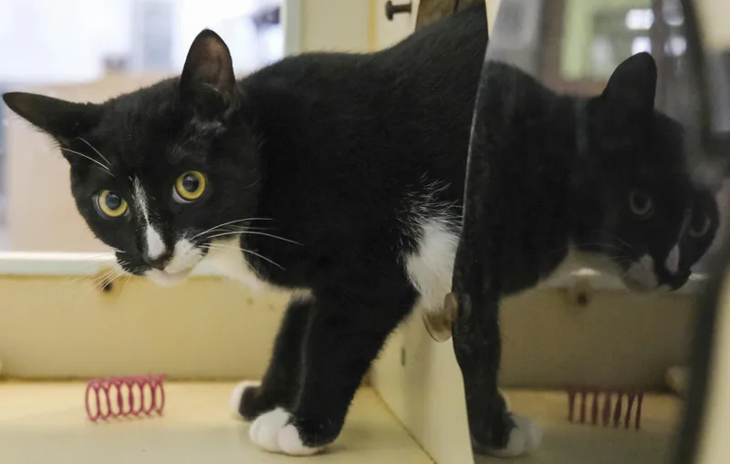 A young medium-sized male Domestic Short Hair cat named Raul for adoption in Harvey , LA