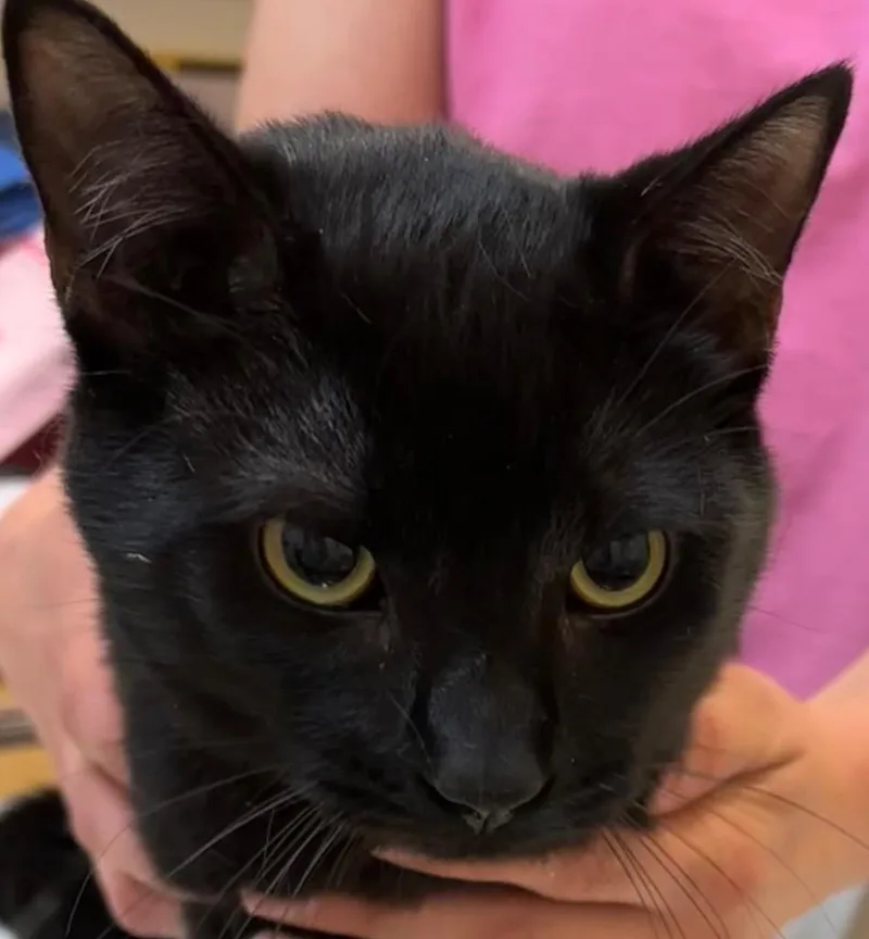 A young medium-sized male Domestic Short Hair cat named Dragon for adoption in Elizabethton, TN