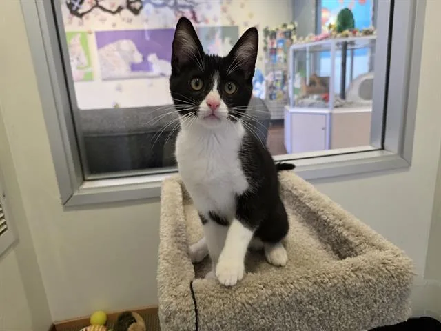 A baby small-sized male Domestic Short Hair cat named Lumi for adoption in Santa Clara, CA