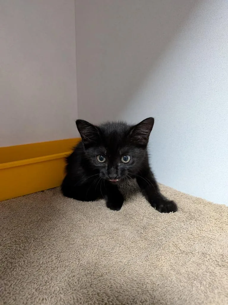 A baby small-sized female Domestic Short Hair cat named Justine for adoption in Huntsville, TX