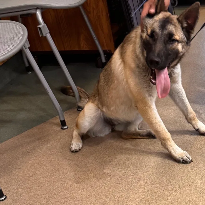 A young small-sized female Black Belgian Shepherd / Malinois dog named Iepastray for adoption in Upland, CA