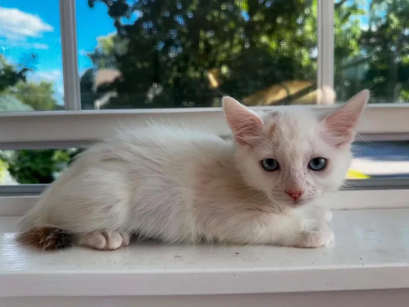 A baby small-sized female Domestic Long Hair cat named Glacier for adoption in Gorham, ME