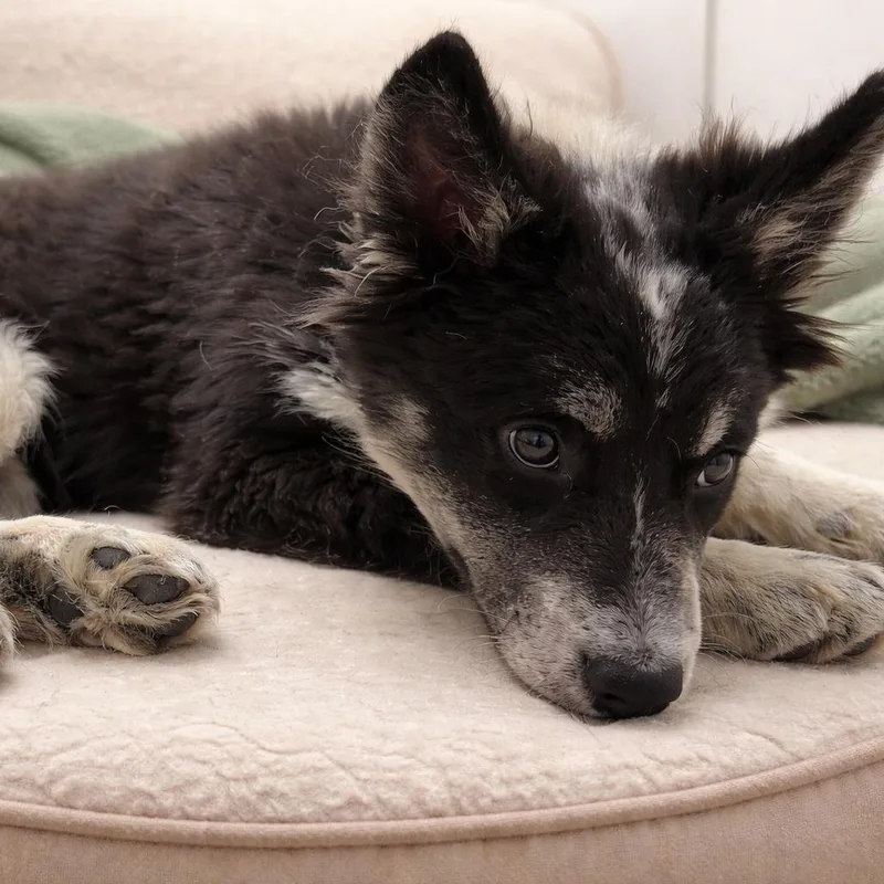 Cinco  Golden Heart thumbnail 2