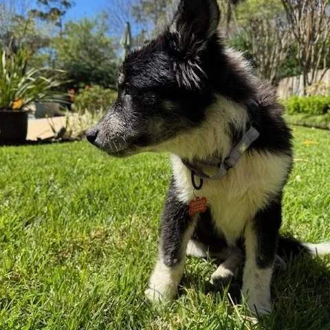 Cinco  Golden Heart thumbnail 3