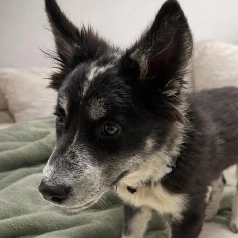 Cinco  Golden Heart thumbnail 4