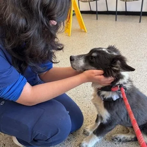 Cinco  Golden Heart thumbnail 5