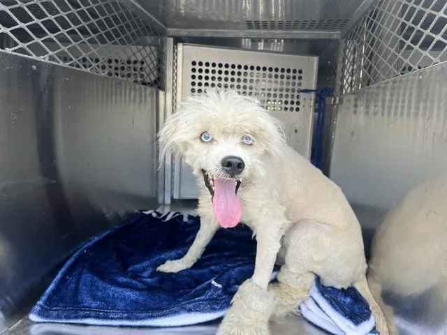 An adult small-sized male Poodle dog named Beau for adoption in Garland, TX