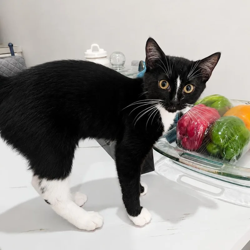 A baby small-sized male Black & White / Tuxedo Domestic Short Hair cat named Gio The Gem for adoption in Stamford, CT