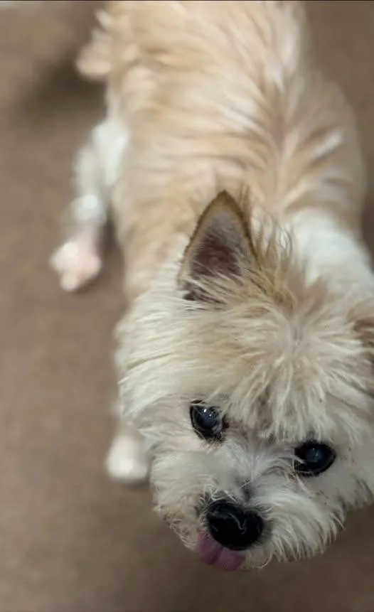 A senior small-sized female Pomeranian dog named Gypsy for adoption in Matthews, NC