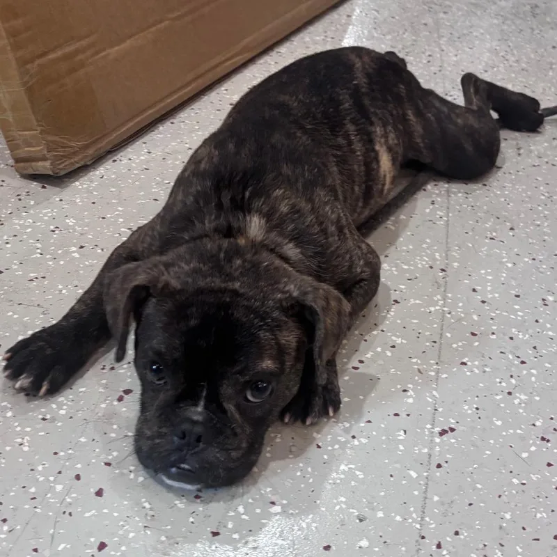 A young small-sized male Black English Bulldog dog named King for adoption in Indianapolis, IN
