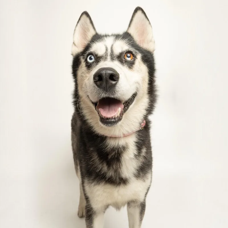An adult large-sized male Husky dog named Slowbro for adoption in Richardson, TX