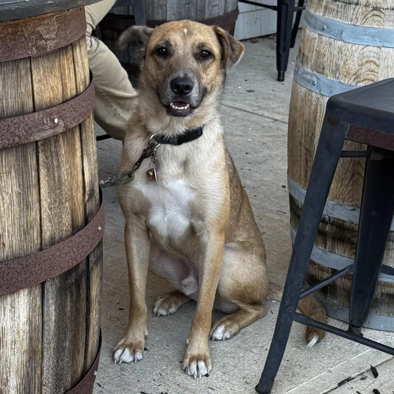 An adult medium-sized male Yellow Labrador Retriever dog named Desperado for adoption in Portland, ME