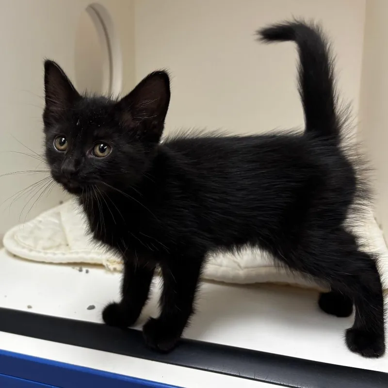 A baby small-sized female Black Domestic Short Hair cat named River for adoption in Mebane, NC
