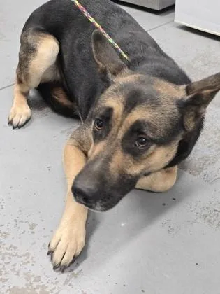 A young medium-sized female Black German Shepherd Dog dog named Pepper for adoption in Sacramento, CA
