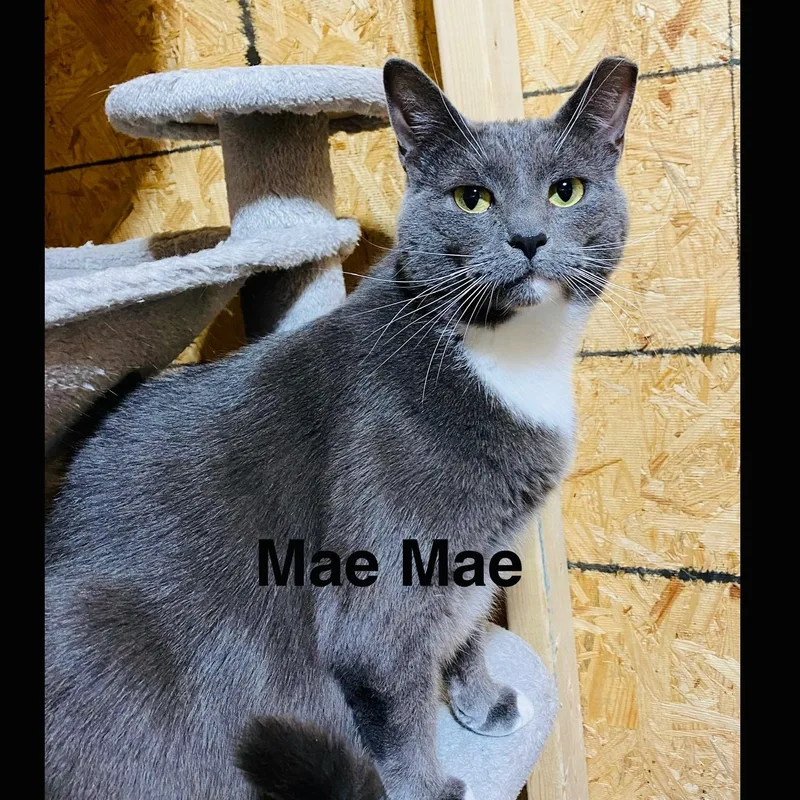 Mae Mae