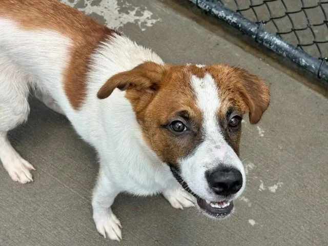 A young large-sized male Saint Bernard dog named Jarvis for adoption in Tulsa, OK