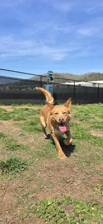 An adult medium-sized female Mixed Breed dog named Girlypop for adoption in Sevierville, TN