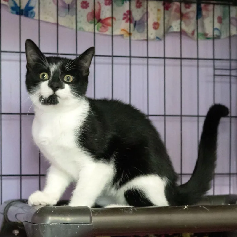 A baby small-sized male Black Domestic Short Hair cat named Tikki for adoption in McKean, PA