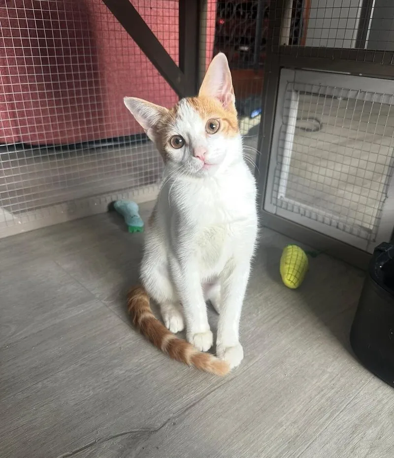 A baby small-sized female Orange & White Domestic Short Hair cat named Rebe for adoption in Hudson, NH